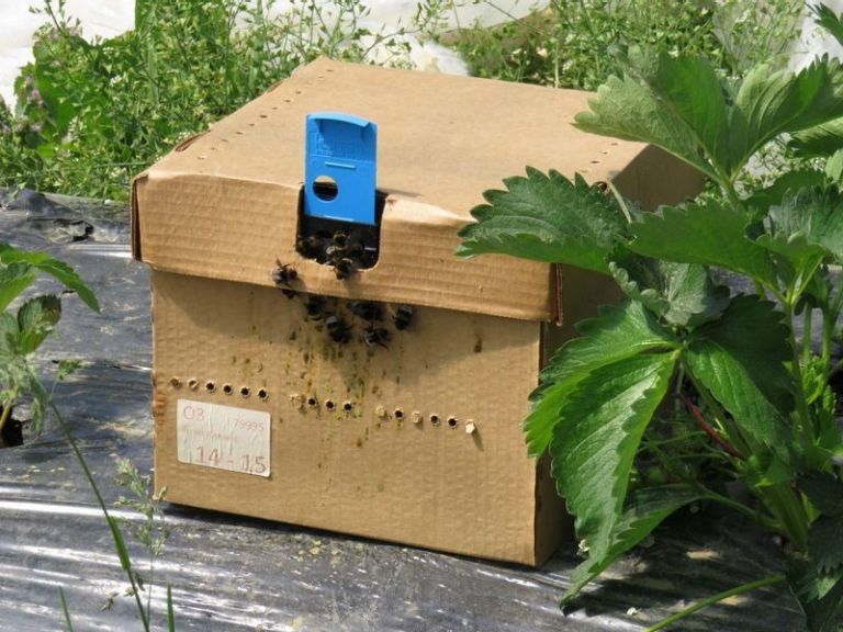 Hummeln schützen Pflanzen